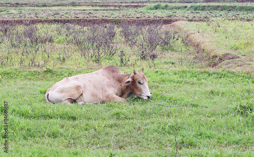 cow to weak in farm