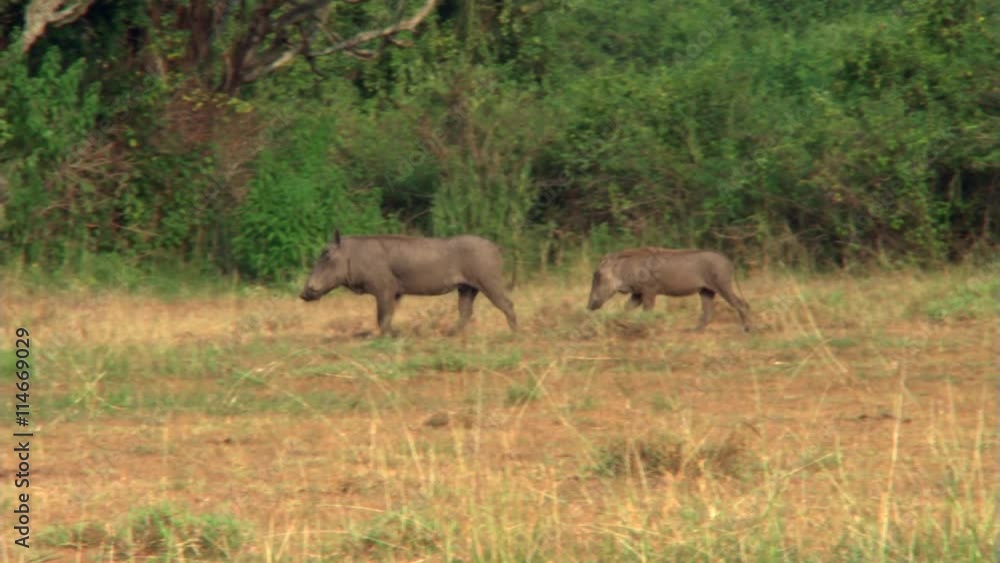 Two warthogs walking across clearing in African bush Two warthogs walking across clearing in African bush
