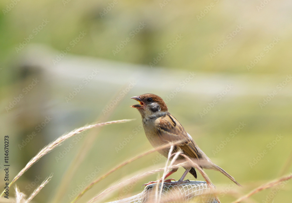 Fototapeta premium すずめ