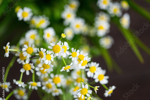 Beautiful Chamomile Flowers Bouquet on a Dark Brown Wooden Background, Top View, Close-up © toyechkina