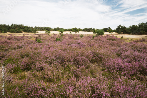 Flowering heathlands