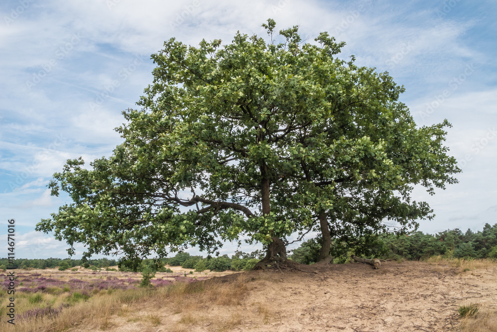 Fototapeta premium Lonely pair of trees on the moorland