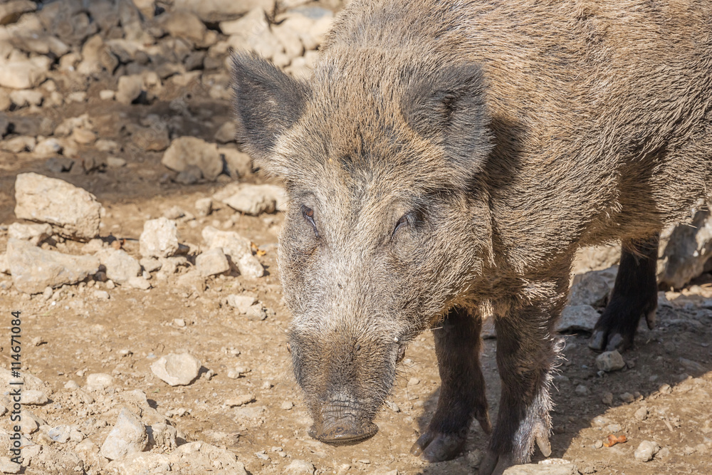 Head of a wild boar in close up. Selective focus on the animal. Head of a wild boar in close up. Selective focus on the animal.