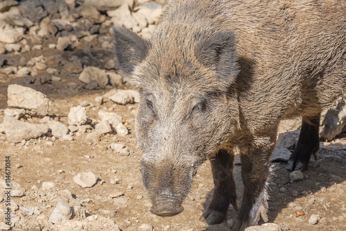 Head of a wild boar in close up. Selective focus on the animal.