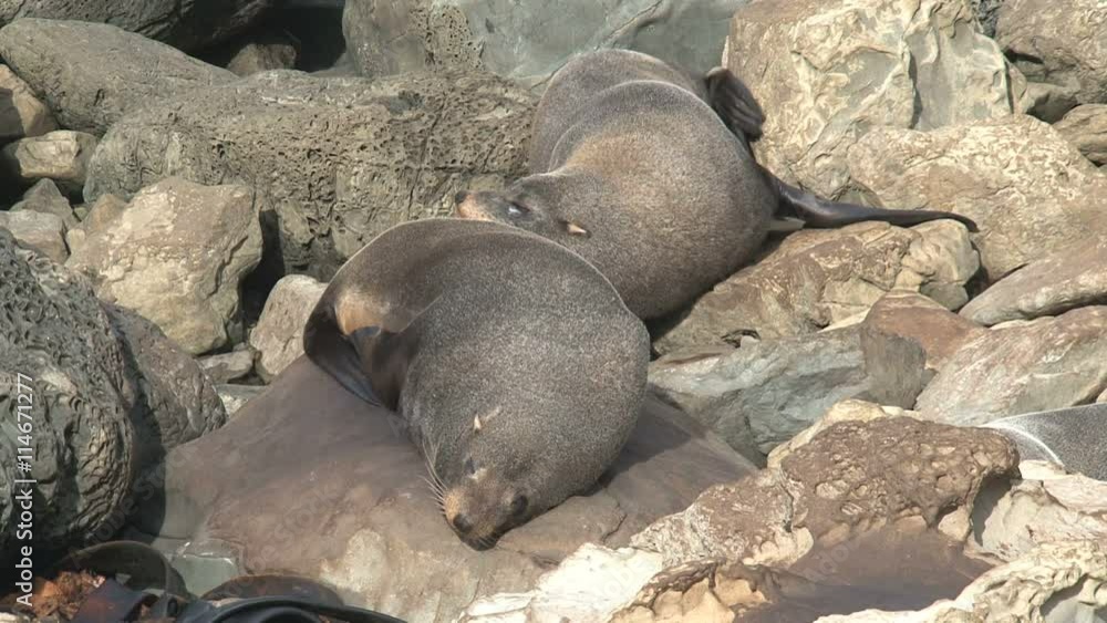 Seals in New-Zealand Seals in New-Zealand