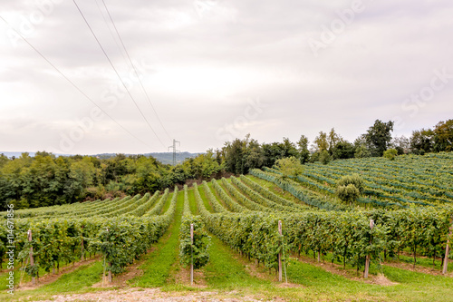 Vineyard Ready to Produce Wine photo