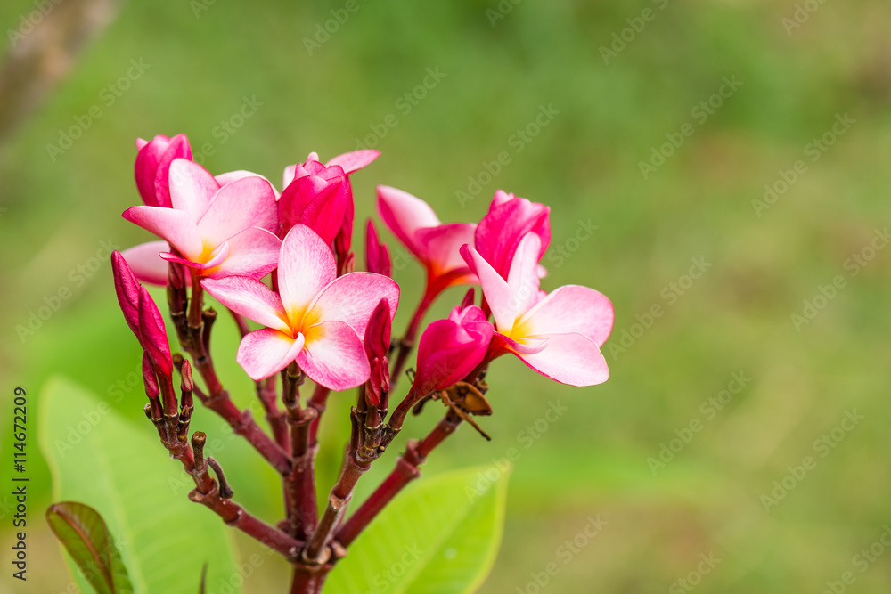 Fototapeta premium Plumeria flower with nature background