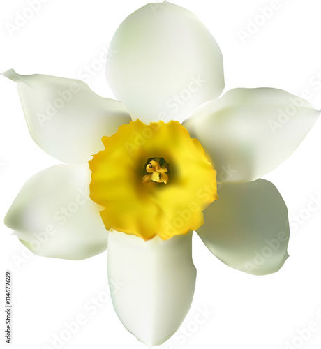 single white isolated narcissus bloom