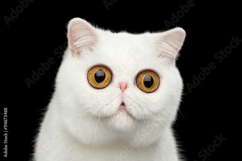 Close-up Funny Portrait of surprised Pure White Exotic Cat Head on Isolated Black Background, Front view, Curious fascinated Looks, Huge Eyes