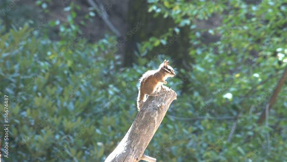 Golden-mantled ground squirrel Golden-mantled ground squirrel