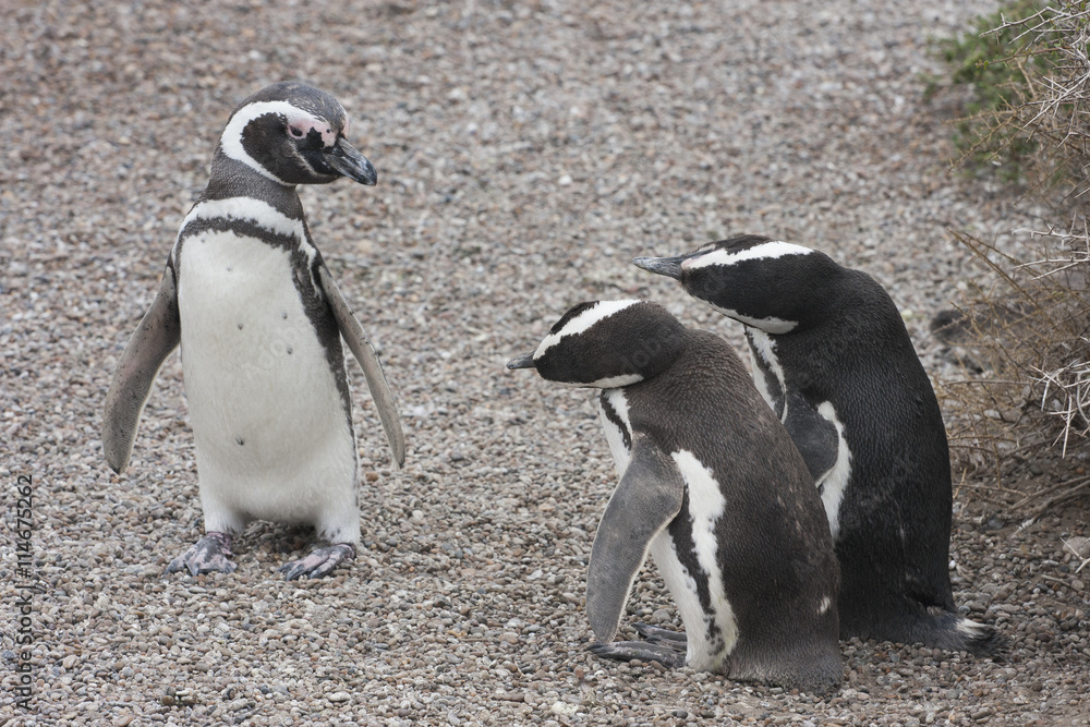Naklejka premium Magellanic penguins, apparently in a complicated conversation