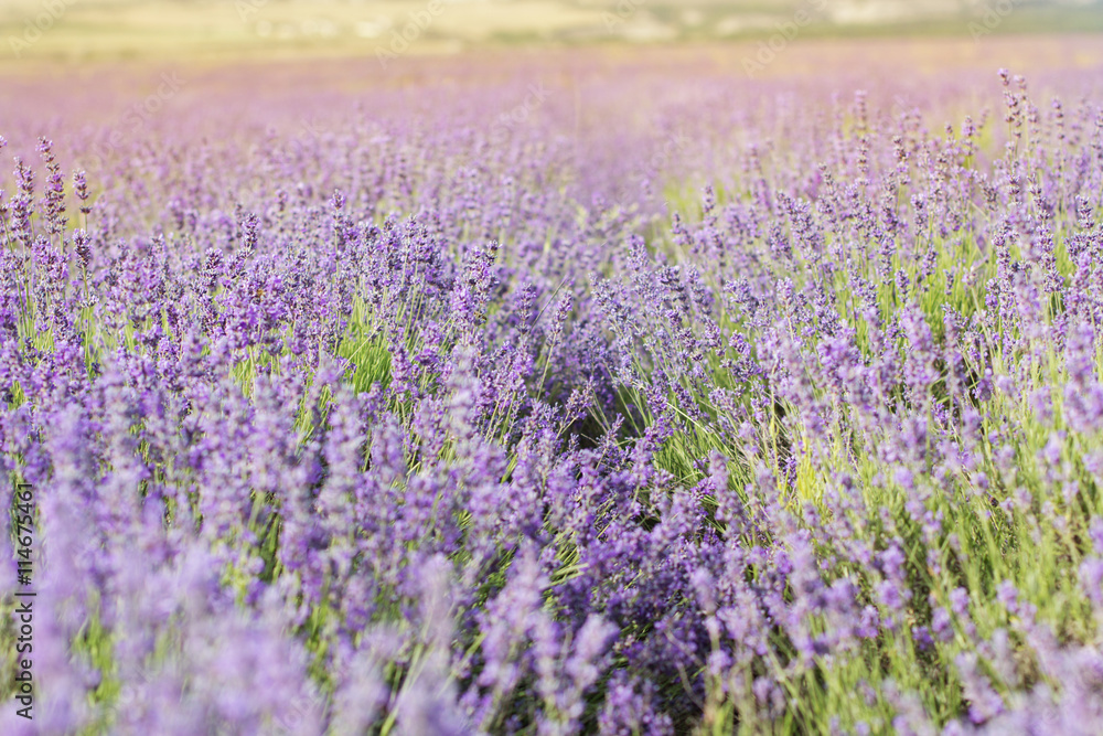 Purple lavender field in the sunset time Purple lavender field in the sunset time