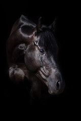 Black stallion portrait on black