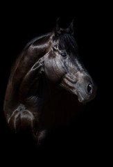Black stallion portrait on black