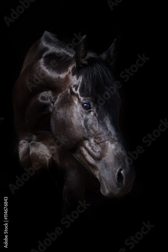 Black stallion portrait on black