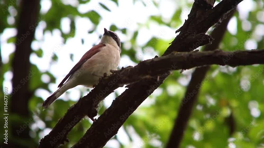 Red-backed Shrike Red-backed Shrike