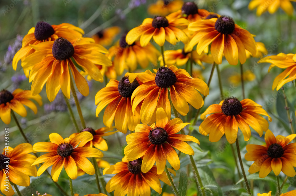Sonnenhut - black-eyed Susan flower Sonnenhut - black-eyed Susan flower