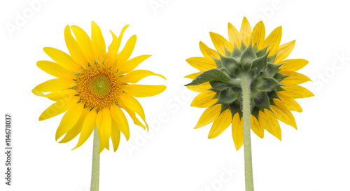 Fototapeta Naklejka Na Ścianę i Meble -  sunflower isolated front and back side
