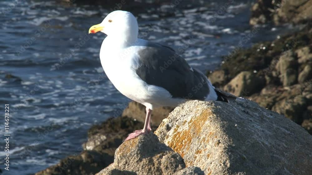 Gull Westcoast, California, United States Gull Westcoast, California, United States