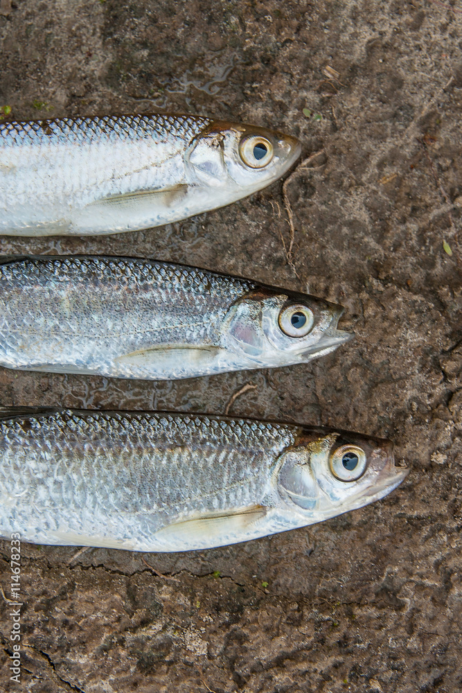 Three ablet or bleak fish on the wet sand. Three ablet or bleak fish on the wet sand.