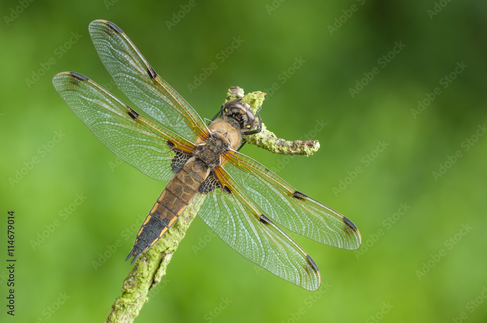 Four-spotted Chaser Dragonfly Four-spotted Chaser Dragonfly
