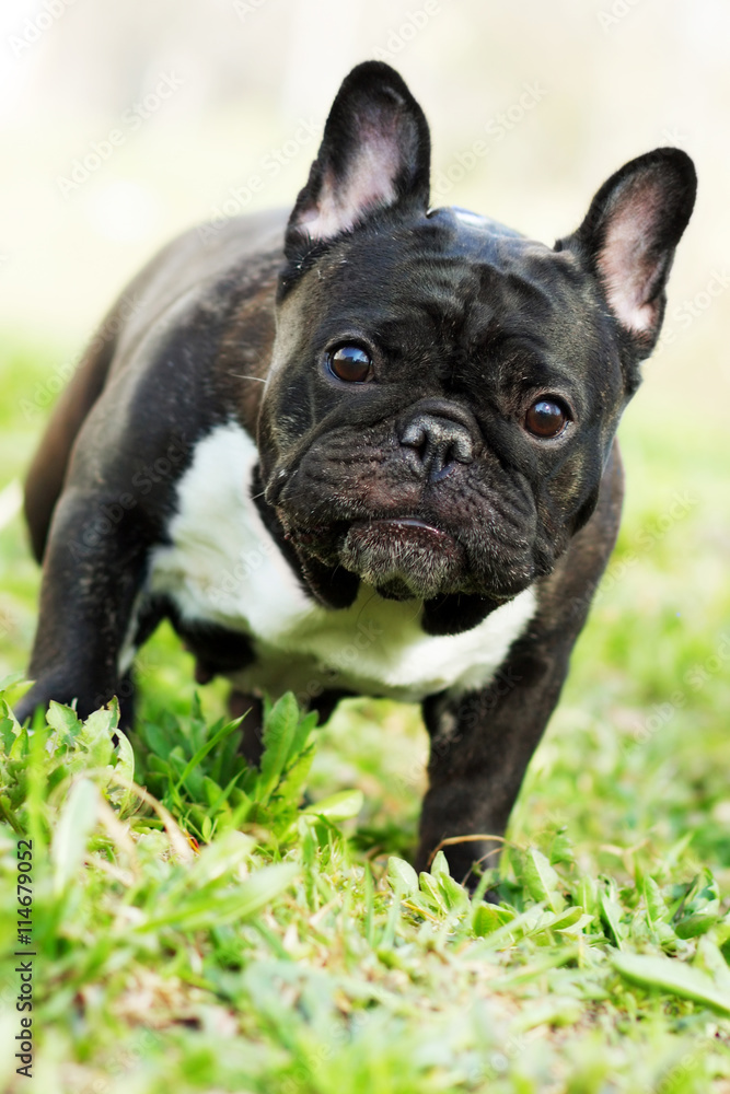 Fototapeta premium dog French bulldog in the summer on the nature