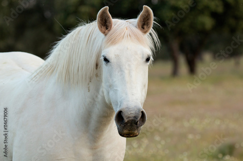 Nice free white horse in the pastures © Gelpi