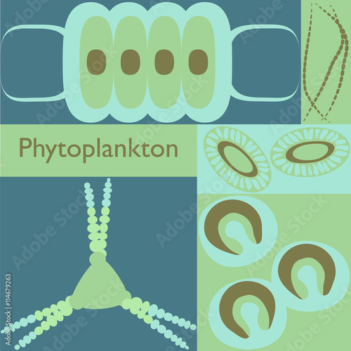 plankton phytoplankton