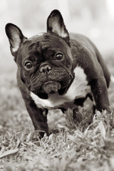 Leinwandbilder Französische Bulldogge Französische Bulldogge mit fragendem Blick  © Anna Goroshnikova