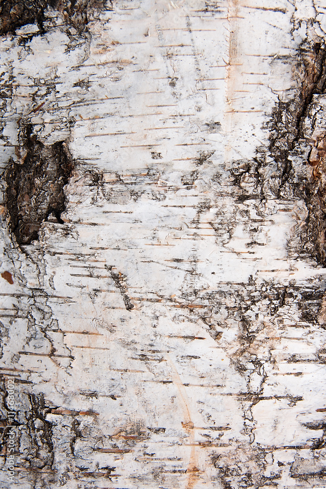 Obraz premium Birch bark texture as abstract background