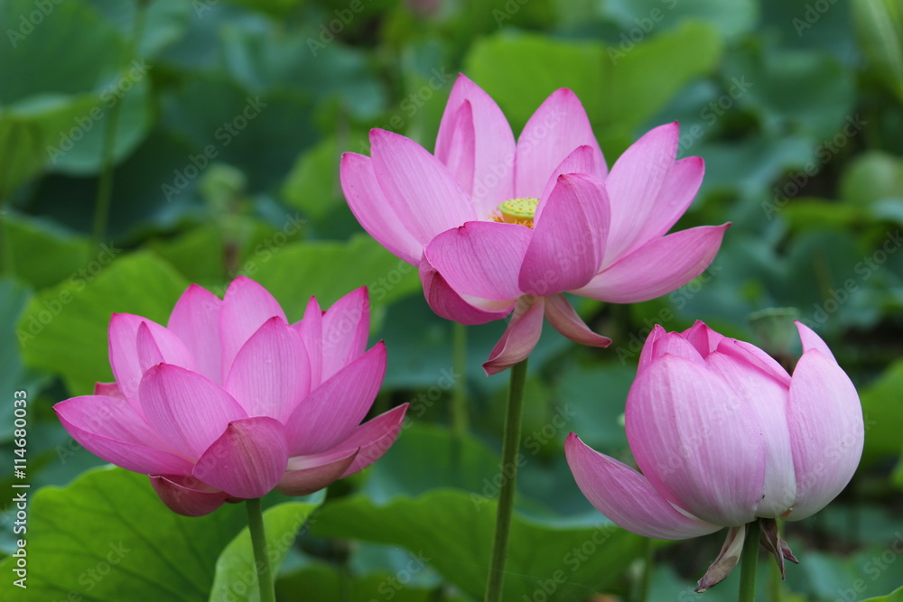 古代蓮の花