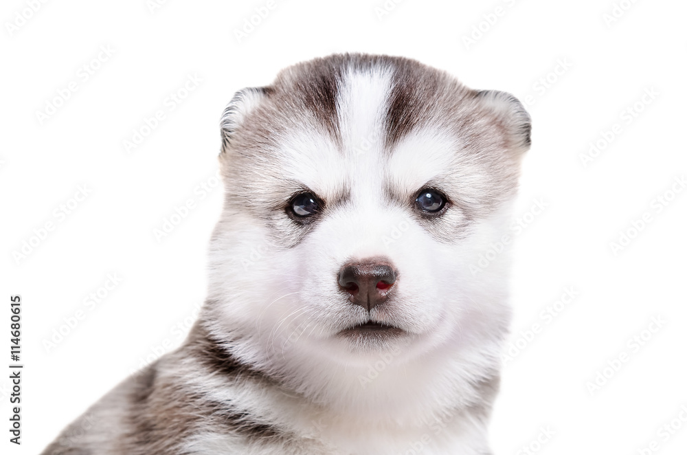 Portrait of  a cute puppy breed Husky