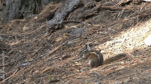 Golden-mantled ground squirrel photo