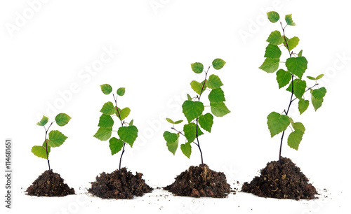 Four saplings on white background