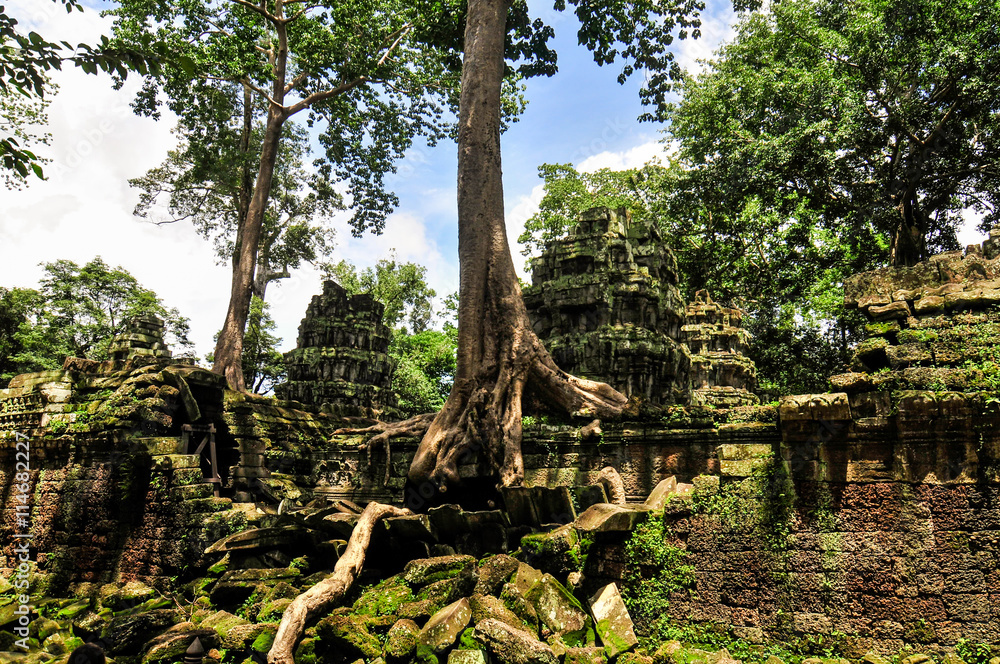 Fototapeta premium Ta Prohm Temple in Angkor, Siem Reap, Cambodia