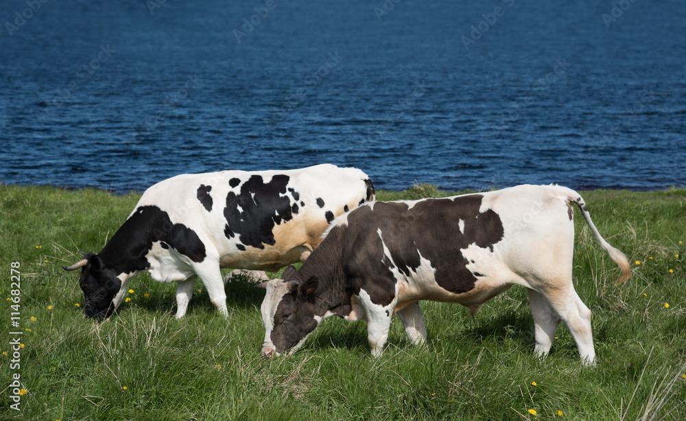 two young bulls grazing on the shore