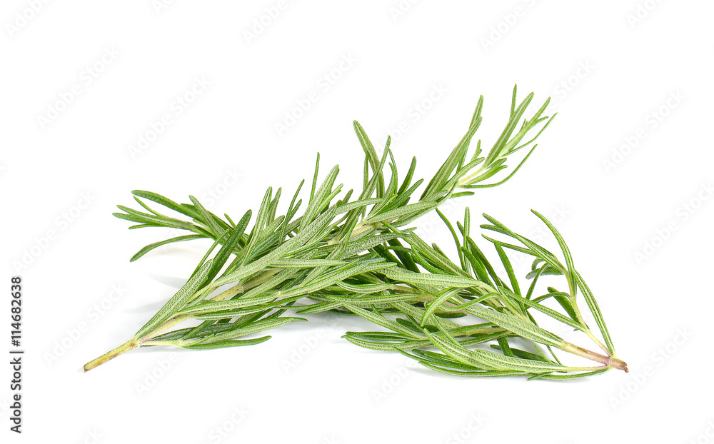Fototapeta premium Rosemary on white background.