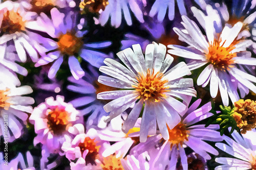 The works in the style of watercolor painting. Magenta aster flo