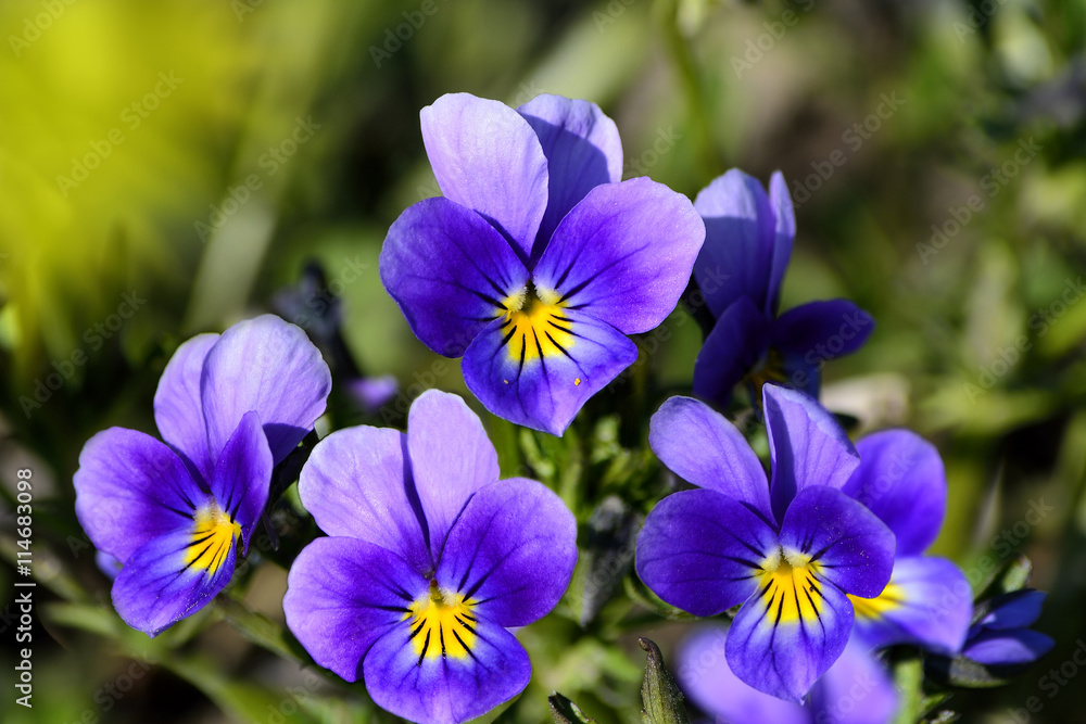 Obraz premium Floral background with wild violets