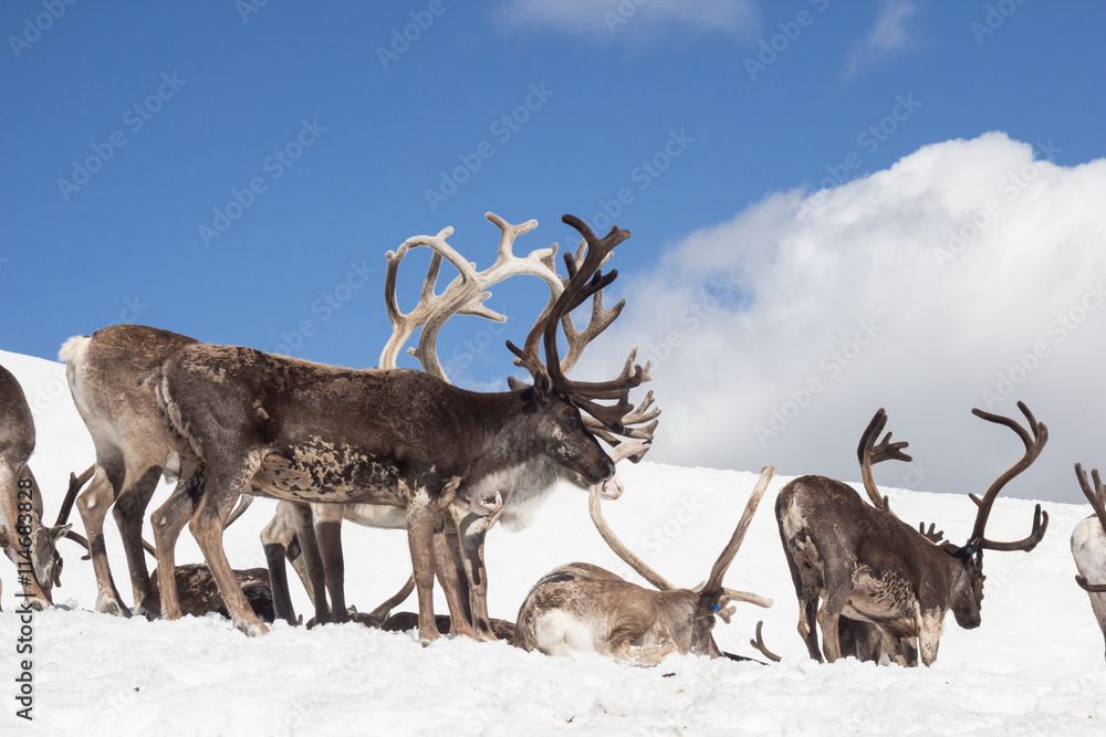 Fototapeta premium Reindeer, Norway