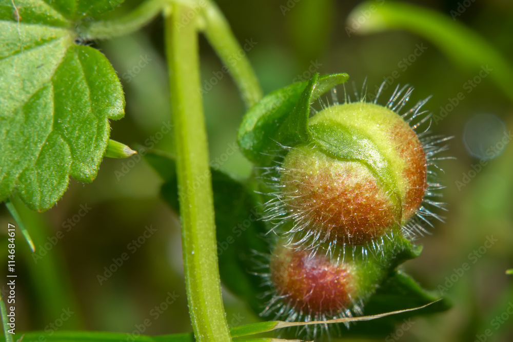The fruit (nut) Glechoma hederacea (catnip, dog mint) The fruit (nut) Glechoma hederacea (catnip, dog mint)
