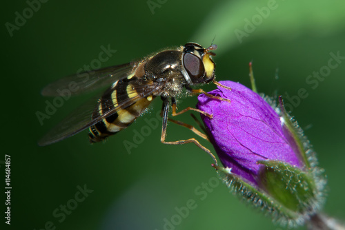 The fly sits on a violet flower bud