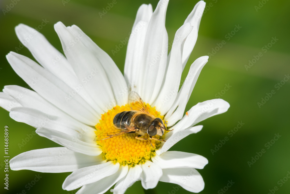 Hoverfly Fly sits on a camomile Hoverfly Fly sits on a camomile