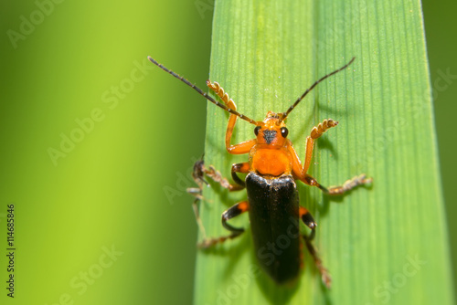 Beetle - Firefighter posing on a blade of grass