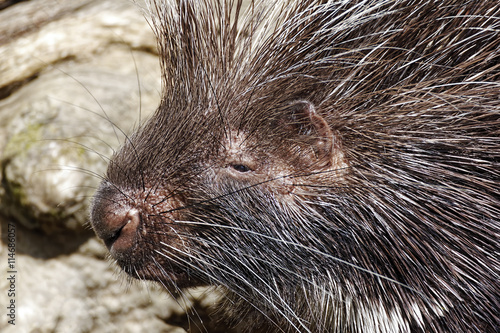 Close up of an African Crested Porcupine