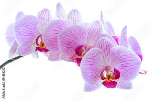 Beautiful Pink Orchid Flowers Isolated on the White Background