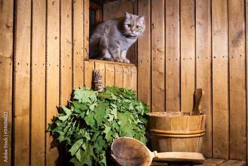 Cat sits in sauna interior. Accessories and interior of Finnish sauna