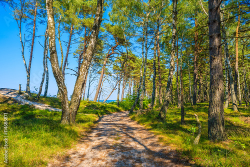 Path in forest on shore of Baltic Sea, Poland