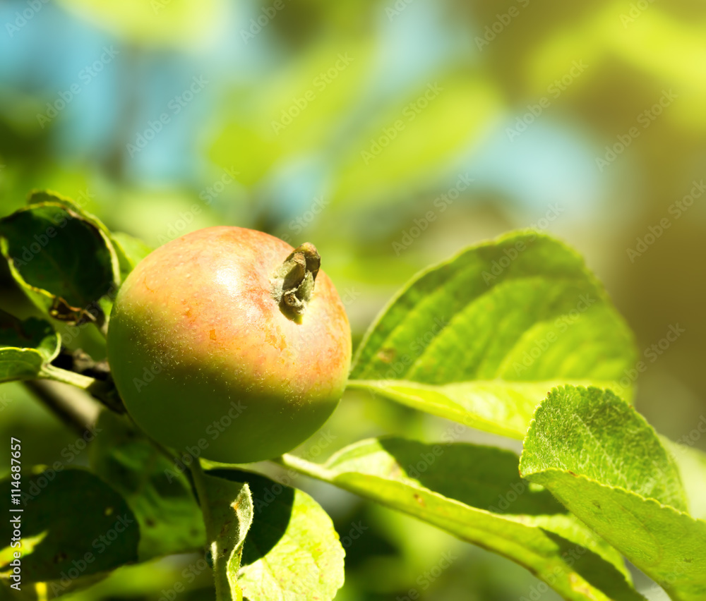 green apple fruits with leaves on the branch green apple fruits with leaves on the branch