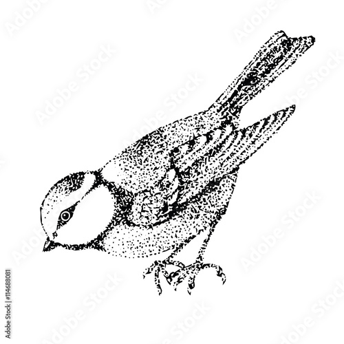 vector illustration bird blue tit. Poultry side. graphic black and white